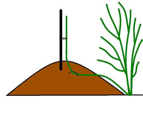 Augalų dygimo eksperimento schema, lyginant sąlygas su ir be Wi-Fi.