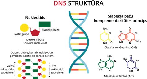 DNS hierarchinė struktūra