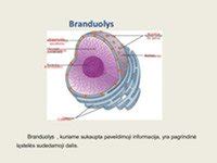 Maršrutizatoriaus vidinė struktūra