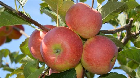 Obuoliai ir obuolių actas