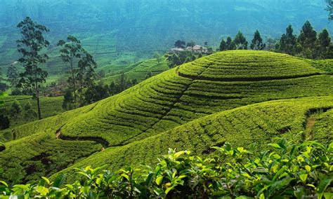 Arbatos plantacijos Šri Lankoje