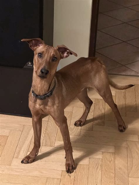 Artas vaizdas į modemo galinę panelę, rodantis atstatymo mygtuką