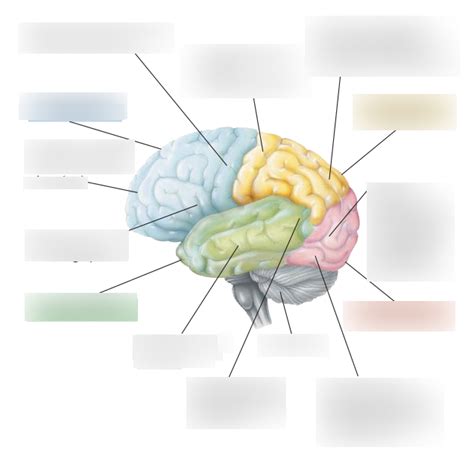 Žmogaus smegenys su jungiamaisiais laidais, simbolizuojantys DNS kaip interneto adresų knygą