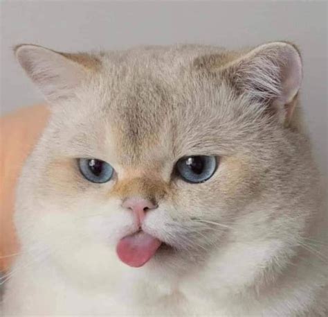 Infografika, palyginanti signalo stiprumą ir greitį prieš ir po antenos sumontavimo